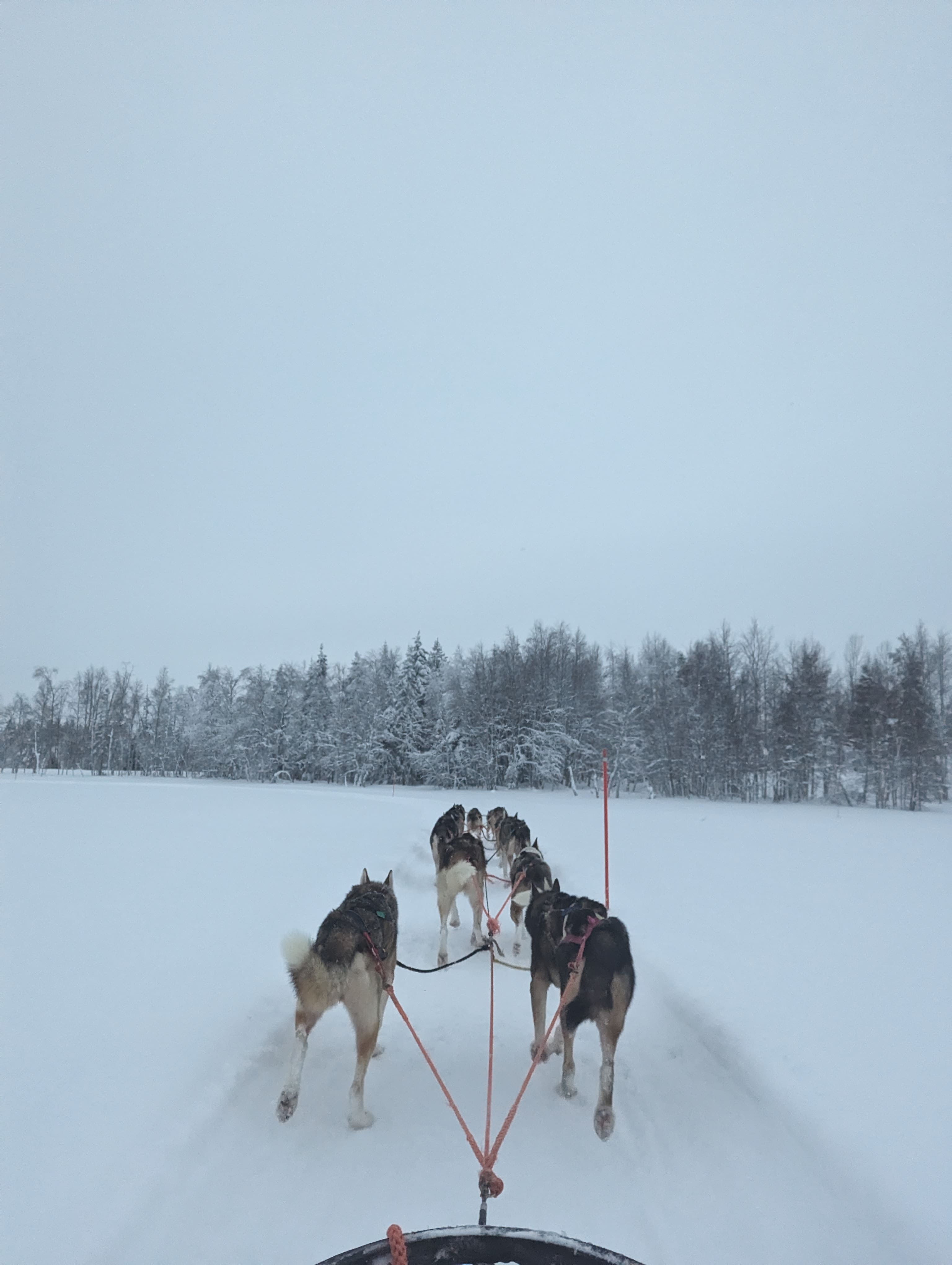 Husky safari