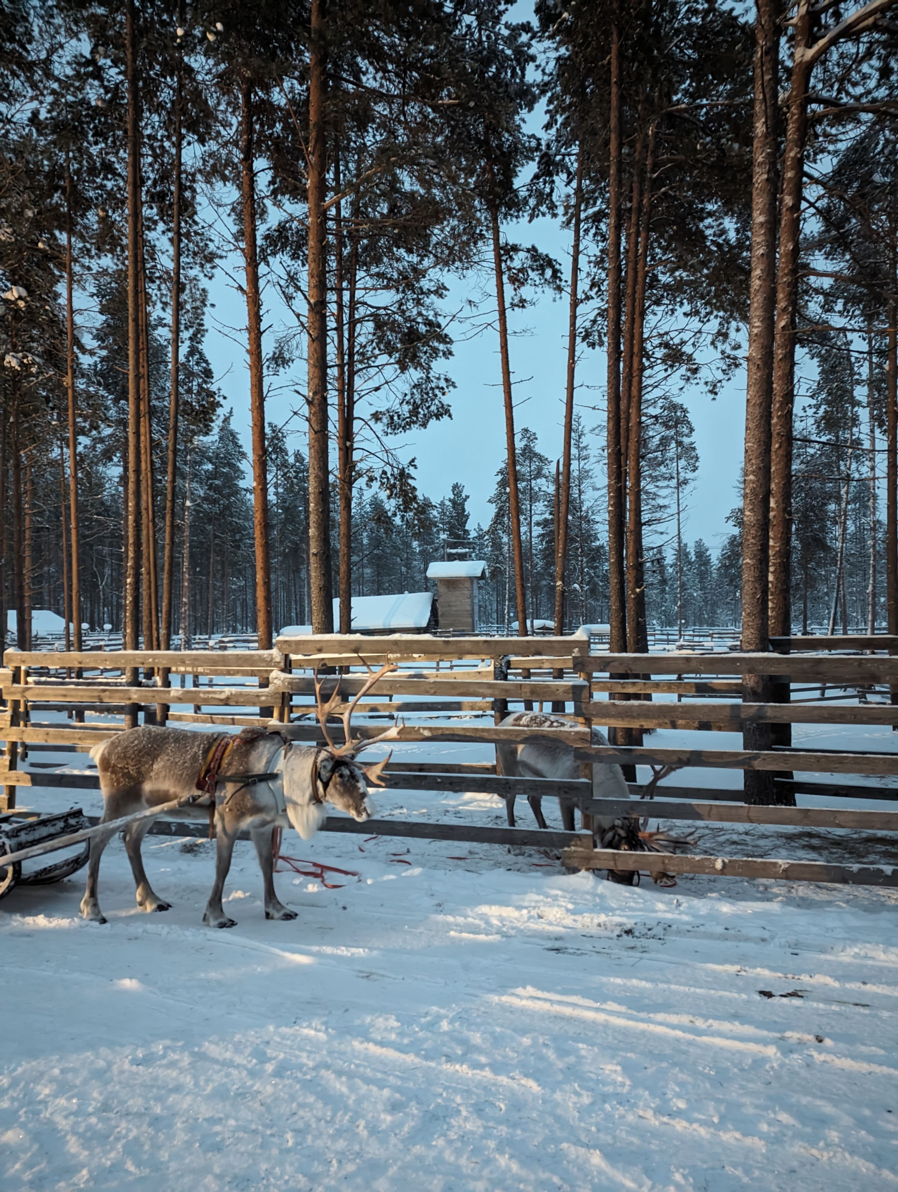 Reindeer Safari