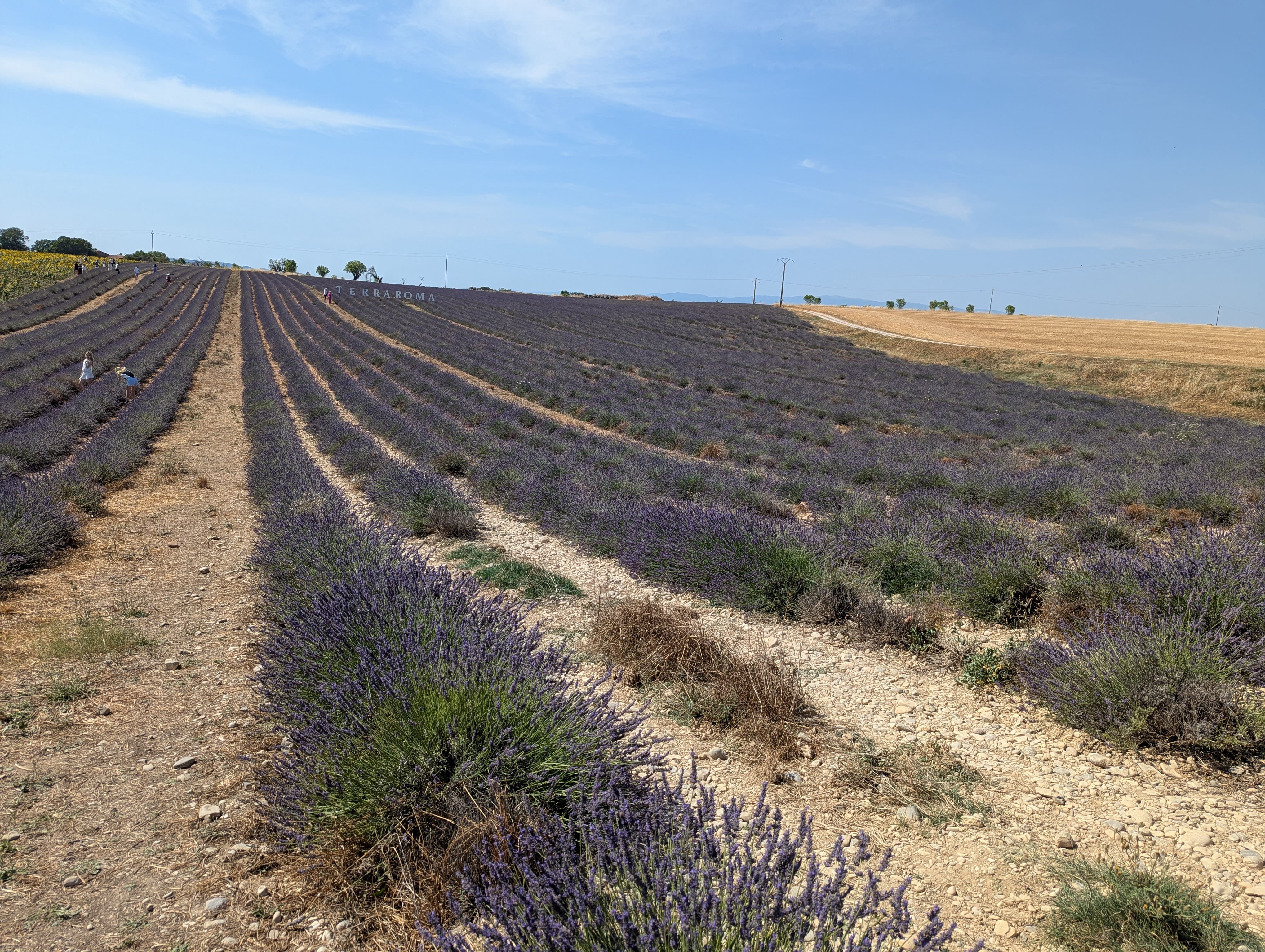Lavender Fields