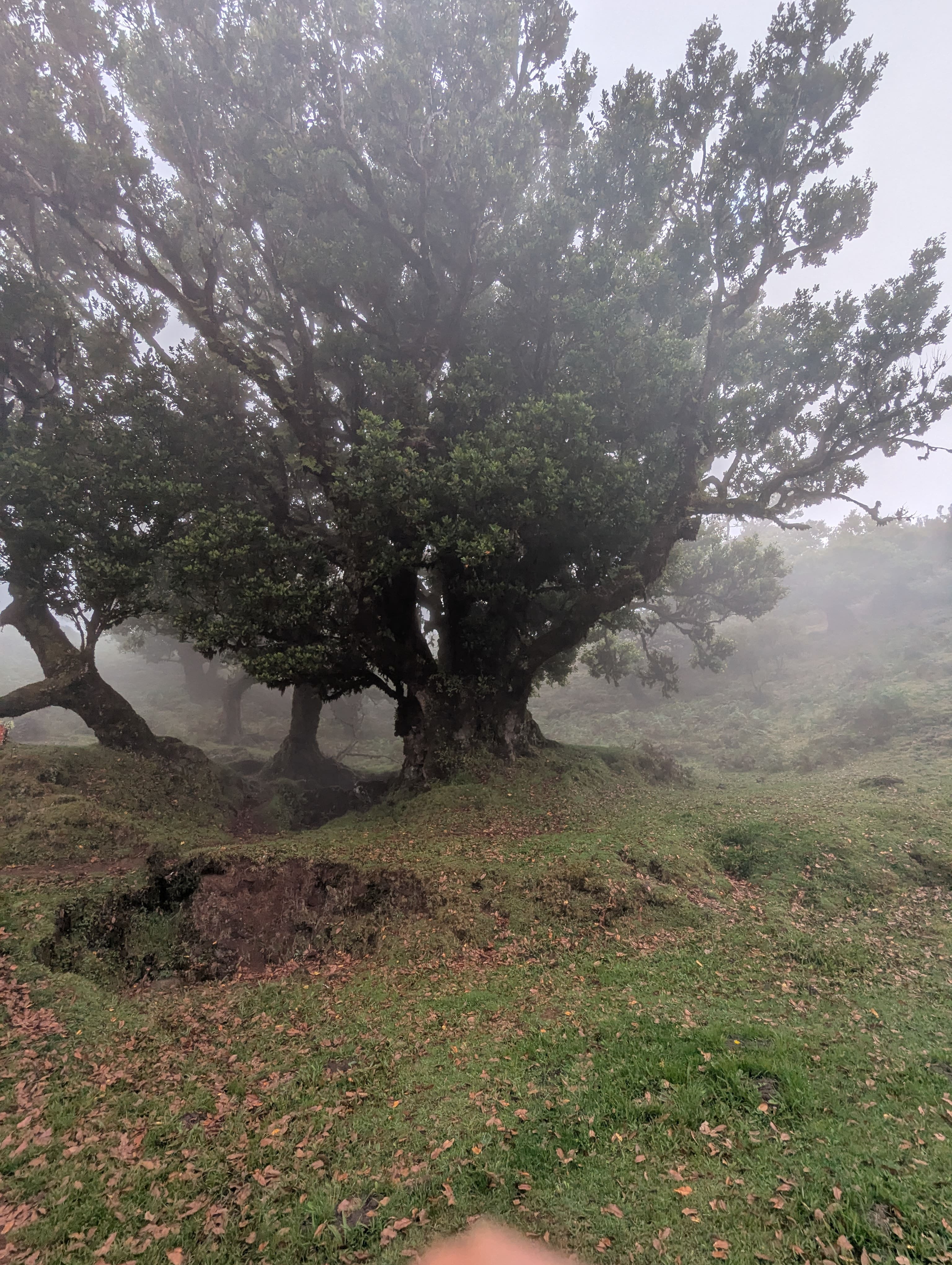 Fanal Forest